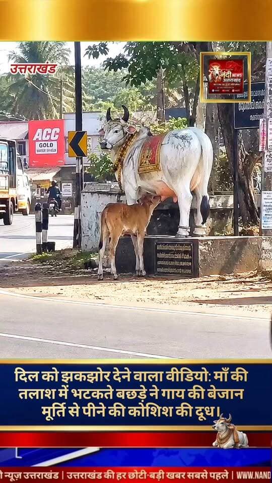 सोशल मीडिया पर इन दिनों एक बेहद संवेदनशील और दिल को छू लेने वाला वीडियो तेजी से वायरल हो रहा है, जिसे देखकर हर किसी की आँखें नम हो जा रही हैं। वायरल क्लिप में एक छोटा सा मासूम बछड़ा अपनी माँ की तलाश में भटकते हुए सड़क किनारे स्थापित एक गाय की बेजान मूर्ति के पास पहुँच जाता है। अपनी सहज प्रवृत्ति और माँ के दूध की चाह में वह उस निर्जीव मूर्ति के थनों से दूध पीने की असफल कोशिश करने लगता है। बछड़े को इस बात का बिल्कुल भी अहसास नहीं है कि जिसे वह अपनी माँ समझकर स्नेह और पोषण की उम्मीद कर रहा है, वह असल में पत्थर और कंक्रीट का एक ढांचा मात्र है। "उत्तराखंड की हर बड़ी खबर सबसे पहले पाने के लिए Nandi News Uttarakhand को Follow करें।"
#Uttarakhand #Dehradun #NandiNews #BreakingNews #UttarakhandNews #Haridwar #viralvideo