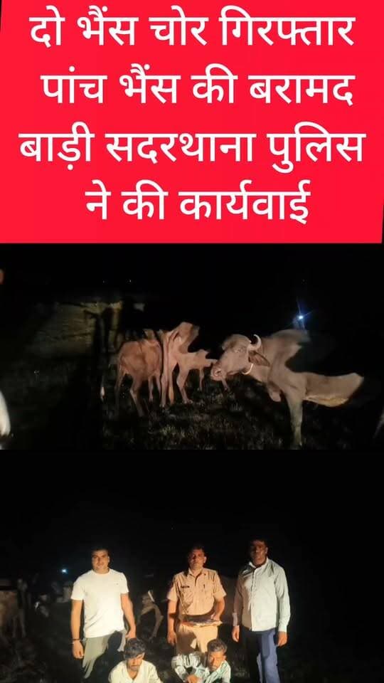दो भैंस चोर गिरफ्तार उनसे पांच भैंस की बरामद
बाड़ी सदरथाना पुलिस ने पकड़ा भैंस चोरों को,
सोनू,अजब सिंह को किया गिरफ्तार
#DholpurNews #highlightseveryone #highlights #follower #followerseveryone
