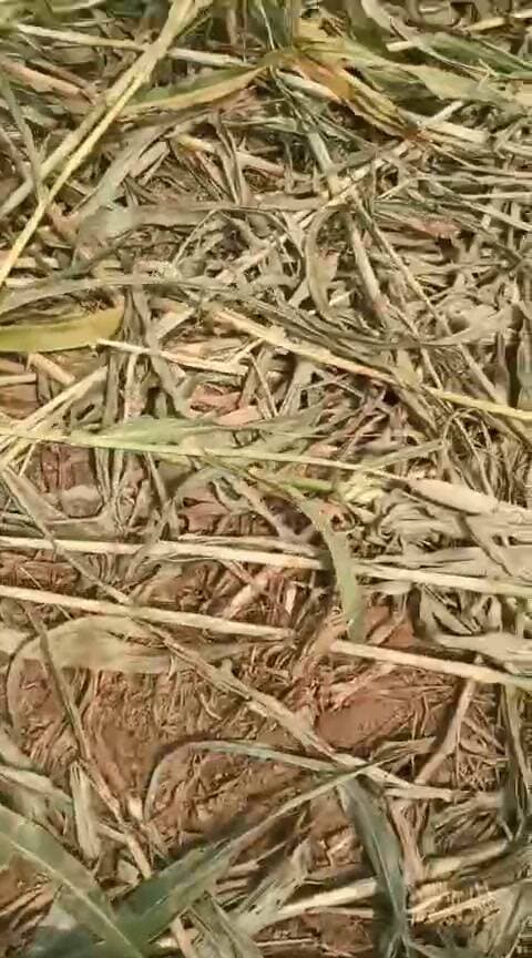 सूअरों के आतंक से बाजरे की फसल बर्बाद, किसानों ने प्रशासन से कार्रवाई की मांग
वजीरपुर उपखंड की सेवा गांव में आवारा सूअरों के कारण किसानों की बाजरे की फसल को नुकसान पहुंचने का मामला सामने आया है। ग्रामीणों का कहना है कि सूअरों ने खेतों में खड़ी फसल को काफी नुकसान पहुंचाया है और यही स्थिति गांव के कई अन्य खेतों की भी बनी हुई है।
ग्रामीणों ने बताया कि सूअरों को लेकर संबंधित लोगों से बात करने के बावजूद समस्या का समाधान नहीं हो रहा है। किसानों को आशंका है कि यदि समय रहते सूअरों पर रोक नहीं लगाई गई तो आगामी फसल को भी नुकसान हो सकता है।
