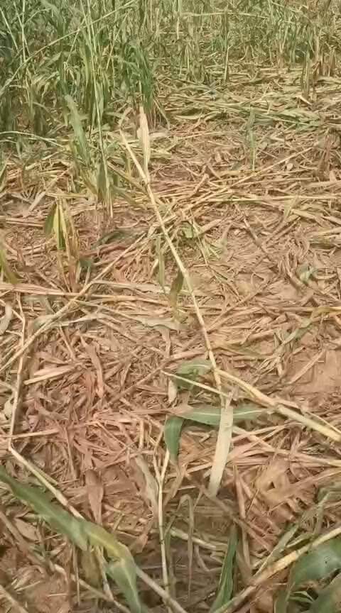 सूअरों के आतंक से बाजरे की फसल बर्बाद, किसानों ने प्रशासन से कार्रवाई की मांग
वजीरपुर उपखंड की सेवा गांव में आवारा सूअरों के कारण किसानों की बाजरे की फसल को नुकसान पहुंचने का मामला सामने आया है। ग्रामीणों का कहना है कि सूअरों ने खेतों में खड़ी फसल को काफी नुकसान पहुंचाया है और यही स्थिति गांव के कई अन्य खेतों की भी बनी हुई है।
ग्रामीणों ने बताया कि सूअरों को लेकर संबंधित लोगों से बात करने के बावजूद समस्या का समाधान नहीं हो रहा है। किसानों को आशंका है कि यदि समय रहते सूअरों पर रोक नहीं लगाई गई तो आगामी फसल को भी नुकसान हो सकता है।