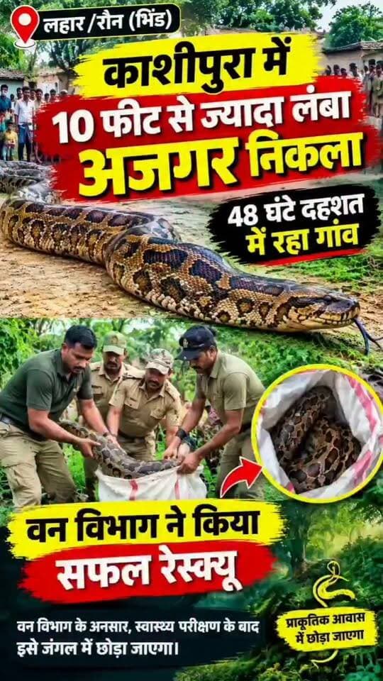 #लहार अनुभाग के रौन क्षेत्र के काशीपुरा में दस फ़ीट से ज्यादा लंबा अजगर निकला,,वन विभाग के अधिकारियों के अनुसार, पकड़े गए अजगर का स्वास्थ्य परीक्षण करने के बाद उसे सुरक्षित प्राकृतिक आवास (घने जंगल) में छोड़ दिया जाएगा।