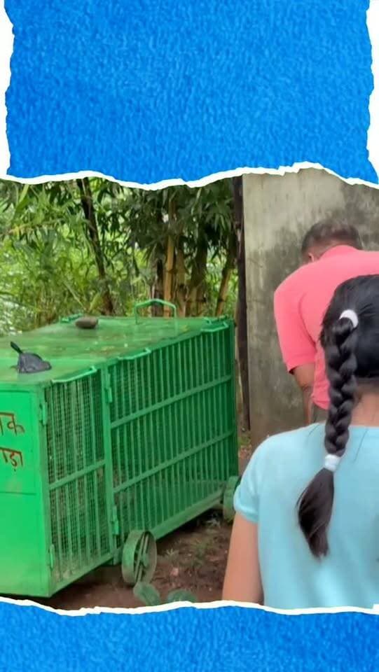 बांसवाड़ा शहर के श्यामपुरा जंगल से सटे आबादी वाले इलाकों में दहशत फैलाने वाला पैंथर आखिरकार वन विभाग के पिंजरे में कैद हो गया। पिछले तीन-चार दिनों से गलियों में पैंथर की आवाजाही से स्थानीय लोग डरे हुए थे।
उप वन संरक्षक के निर्देश पर रेंजर प्रवीण अहारी व रेस्क्यू टीम ने १० सितंबर को श्यामपुरा क्षेत्र में पिंजरा लगाया था। शिकार के लालच में पिंजरे के एक हिस्से में बांधी गई बकरी को देखकर पैंथर रविवार तड़के ४ बजे पिंजरे में जा फंसा। टीम ने सुरक्षित रूप से पैंथर को गहरे जंगल में स्थानांतरित कर दिया है।
#BanswaraNews #PantherRescued #ForestDepartment #RajasthanNews