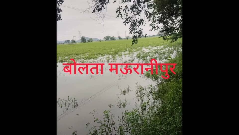 मऊरानीपुर लारौनी मे लगातार हो रही बारिश से खेत बने तालाब सैकड़ों बीघा की फसल चौपट किसानों को मुआवजे की आस लेकिन उन्हें समय पर मुआवजा मिल जाने की उम्मीद कम