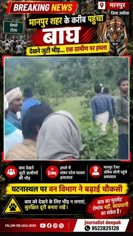 💥 मानपुर शहर के करीब पहुंचा बाघ, देखने जुटी भीड़… ग्रामीण पर किया हमला
मानपुर नगर परिषद के वार्ड क्रमांक-1, सेमरी टोला के पास जंगल में बाघ की मौजूदगी से इलाके में हलचल मच गई। बाघ को देखने के लिए ग्रामीणों की भीड़ जुट गई। इसी दौरान बाघ को देखने पहुंचे शंकर पटेल पर बाघ ने हमला कर दिया, जिससे वे घायल हो गए और अस्पताल में इलाजरत हैं।
घटना की जानकारी के बाद मानपुर रेंजर अंकित सोनी अस्पताल पहुंचे और घायल शंकर पटेल का हालचाल जाना। वहीं, घटनास्थल पर वन विभाग ने चौकसी बढ़ा दी है।
बाघ की मौजूदगी में भीड़ न लगाएं और सुरक्षित दूरी बनाए रखें। वन्यजीव को देखने की उत्सुकता कभी भी जोखिम में बदल सकती है। वन विभाग की सलाह का पालन करें।
बाघ का मूवमेंट रोमांच नहीं, सावधानी का संकेत है।
#मानपुर #उमरिया #BreakingNews #LatestNews #MPNews MadhyaPradeshTigerAttack TigerInManpur Wildlife WildlifeAlert वनविभाग