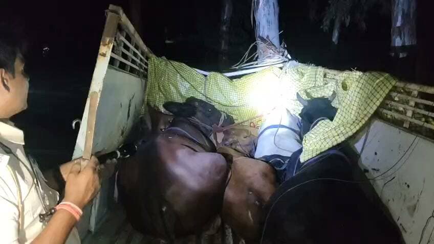 कैमूर दुर्गावती ककरैत चेक पोस्ट के पास पिकअप को बरामद किया गया, जिसमें 5 मवेशी लदे मिले। पुलिस को देखकर तस्कर मौके से फरार हो गए। पुलिस फरार तस्करों की तलाश में जुटी है।