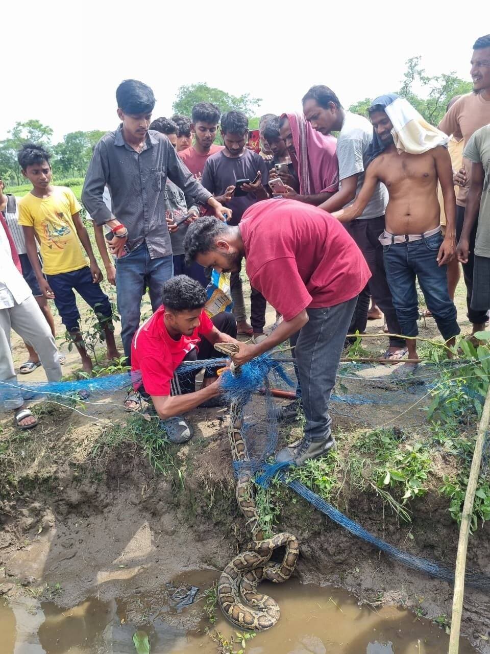 BREAKING | চা বাগানের নালায় ‘বন্দি’ ৯ ফুটের অজগর! জাল কেটে উদ্ধার, দাসপাড়ায় হইচই!