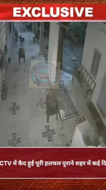 फरसवाड़ा में घर में घुसा पैंथर, CCTV में कैद हुई पूरी हलचल पुराने शहर में कई दिनों से पैंथर