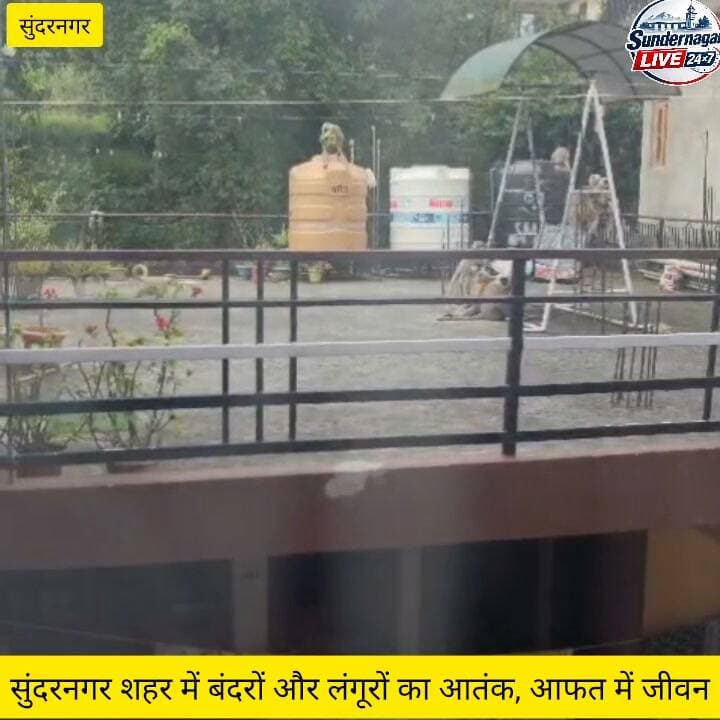 सुंदरनगर शहर में बंदरों और लंगूरों का आतंक, आफत में जीवन।