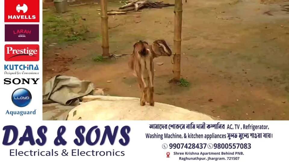 জংলি কুকুরের আতঙ্কে দিন কাটছে ঝাড়গ্রামের একাধিক গ্রামের,দল বেঁধে গলায় কামড়ে মেরে ফেলছে ছাগল, গরু