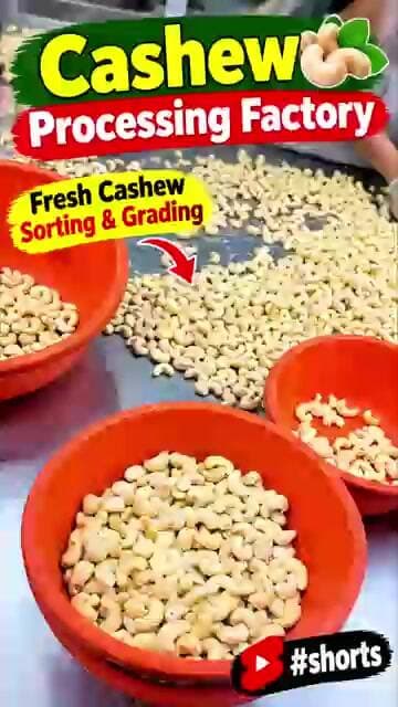 Cashew Processing Factory 🌰 | Fresh Cashew Sorting & Grading Process #shorts #odisha #farming