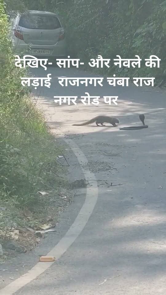 👉सांप और नेवले की लड़ाई में सड़क पर जाम लगा दिया 🤔