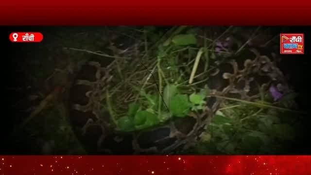 भटगांव में 7 फीट का विशाल अजगर ! युवकों ने किया Rescue | Bhatgaon Python Rescue ! Sarangarh
#भटगांव #अजगर #विशालअजगर #Bhatgaon #Ajgar