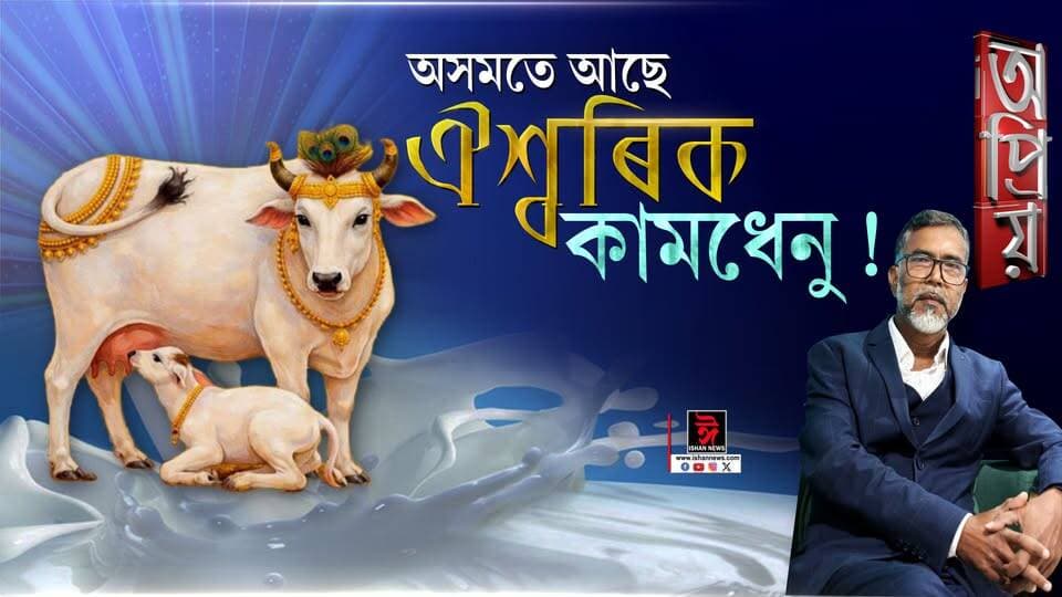 📌আপুনি নজনা কথা!
ঐশ্বৰিক কামধেনু গাইৰ গাখীৰে আপুনি খোৱা পনীৰ, মিঠাই, তৈয়াৰ হৈ আছে
#IshanNews
#opriyo