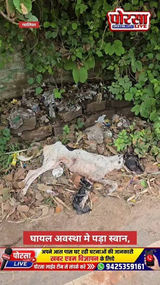 घायल अवस्था मे पड़ा स्वान,