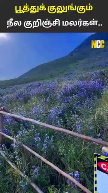 மூணாரில் பூத்துக் குலுங்கும் குறிஞ்சி..!