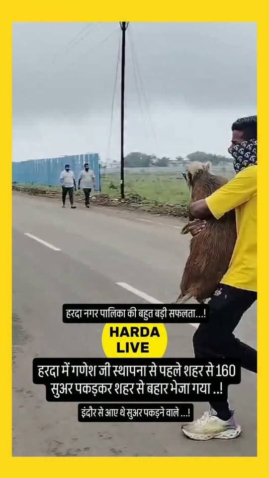 हरदा में गणेश जी स्थापना से पहले शहर से 160 सुअर पकड़कर शहर से बहार भेजा गया ..!
#harda