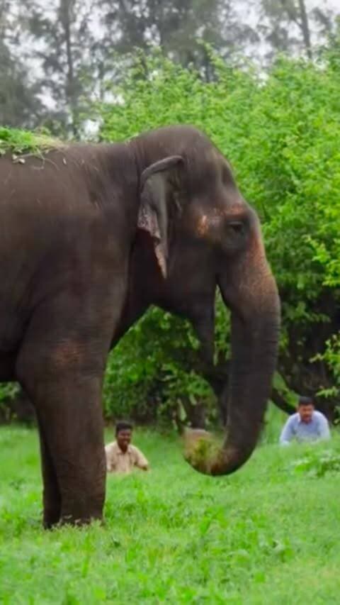 Madhuri ki kahani sirf ek haathi ki kahani nahi, balki dard se umeed aur mushkilon se behtar kal ki taraf badhne ki kahani hai. 🙏✨
#Madhuri #elephantlove