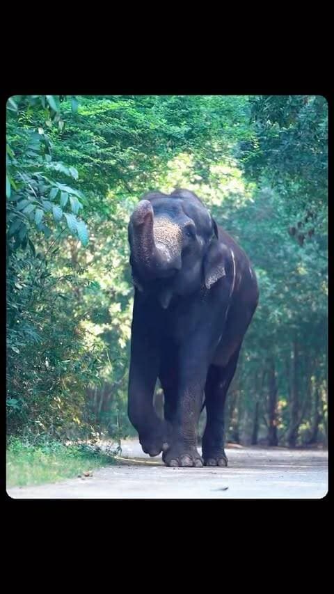 Madhuri ki journey proof hai ki care aur patience se zindagi badal sakti hai. 🐘❤️
#Madhuri #animalcare