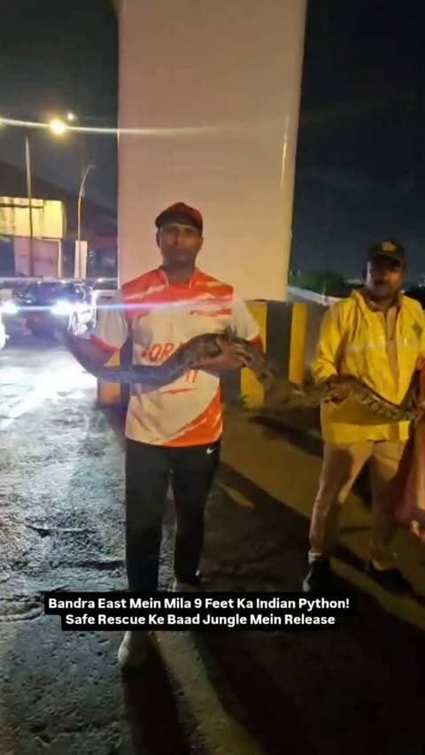 Bandra East Mein Mila 9 Feet Ka Indian Python! Safe Rescue Ke Baad Jungle Mein Release