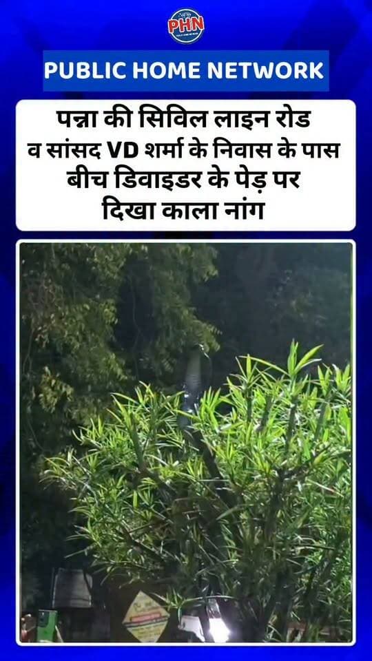 पन्ना की सिविल लाइन रोड व सांसद VD शर्मा के निवास के पास बीच डिवाइडर के पेड़ पर दिखा काला नाग
