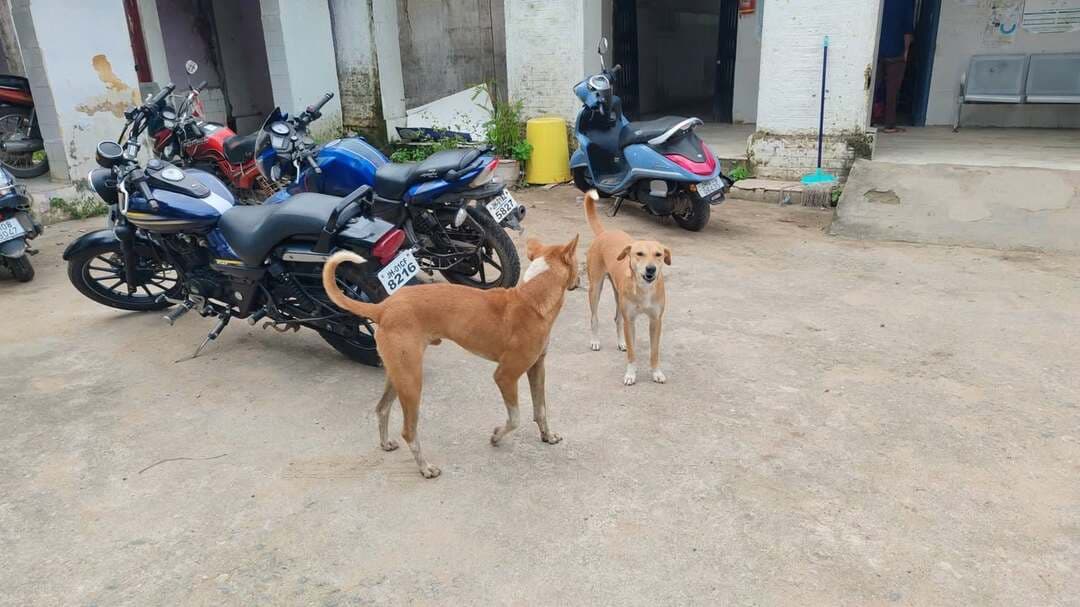 🐕 जिसे बचाने गया था, वही देखता रहा… बाहर से आए कुत्ते ने बच्चे पर कर दिया ह*मला!
लोहरदगा जिले के भंडरा थाना क्षेत्र का मामला बताया जा रहा है। घर के पालतू कुत्ते पर बाहर से आए कुत्ते ने हमला कर दिया। अपने पालतू कुत्ते को बचाने के लिए बच्चा जैसे ही आगे आया, बाहर के कुत्ते ने उसी पर ह*मला कर दिया।
हैरानी की बात यह रही कि बच्चा जिस पालतू कुत्ते को बचाने पहुंचा था, वह सामने ही सबकुछ देखता रहा, लेकिन बच्चे को बचाने के लिए आगे नहीं आया।
बच्चे ने अपनी आपबीती बताते हुए कहा—
“हम मदद करने गए थे, लेकिन ह*मला हम पर ही हो गया।”
⚠️ कुत्तों के झगड़े में बच्चों को बीच-बचाव करने से बचना चाहिए।
#Lohardaga #Bhandra #भंडरा #लोहरदगा #DogAttack #कुत्तेकाहमला #JharkhandNews #IHQPublicIndia