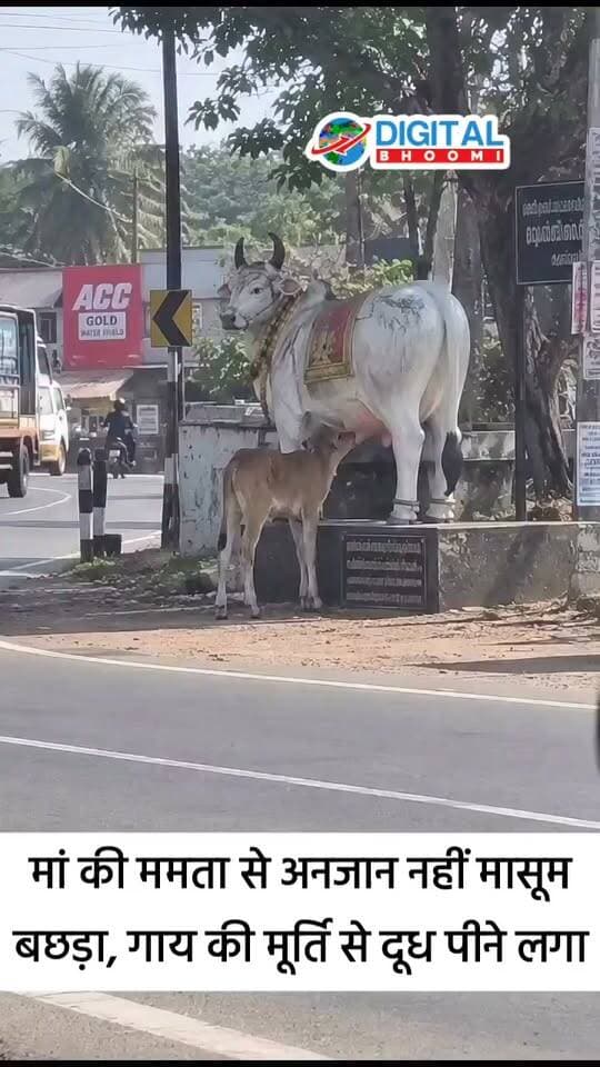 मां की ममता से अनजान नहीं मासूम बछड़ा, गाय की मूर्ति से दूध पीने लगा