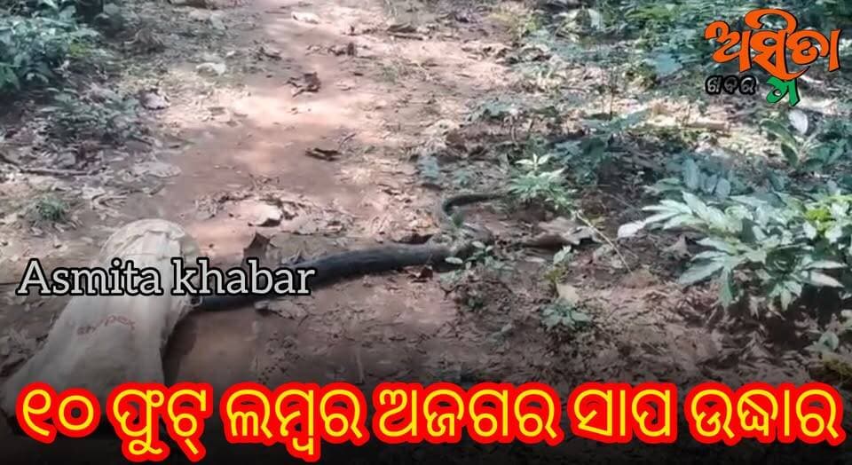 #ଧାନ_ବିଲରୁ_୧୦_ଫୁଟ_ଲମ୍ବର_ଅଜଗର_ସାପ_ଉଦ୍ଧାର
ବୈରୀ ଡାଳିଯୋଡ଼ା ବନାଞ୍ଚଳ ଅନ୍ତର୍ଗତ ଶାଳପଡା ପଞ୍ଚାୟତ ତିଳପଡା ନିକଟରେ ଧାନବିଲରେ ଏକ ୧୦ ଫୁଟ ଲମ୍ବର ଅଜଗର ସାପ ବୁଲୁଥିବାର ସ୍ଥାନୀୟ ଚାଷୀ ଦେଖିବାକୁ ପାଇଥିଲେ। ସଙ୍ଗେ ସଙ୍ଗେ ବୈରୀ ବନ ବିଭାଗକୁ ଖବର ଦେଇଥିଲେ। ଖବର ପାଇ ବୈରୀ ବନପାଳ ଜୀବନ ବେହେରା, ଫରେଷ୍ଟ ଗାର୍ଡ ଅଶ୍ୱିନୀ କୁମାର ସାହୁ, ବନ କର୍ମଚାରୀ ରଜତ ମହାନ୍ତି, ପୁରୁଷୋତ୍ତମ ଗୋଛାୟତ ଓ ସିବୁନ ସ୍ୱାଇଁ ପ୍ରମୁଖ ଘଟଣା ସ୍ଥଳରେ ପହଞ୍ଚି ସାପଟିକୁ ଉଦ୍ଧାର କରି ନିକଟସ୍ଥ କଳାକଳା ସଂରକ୍ଷିତ ଜଙ୍ଗଲରେ ଛାଡିଥିବା ସୂଚନା ମିଳିଛି।
#ByreeRenjar
#Dalijoda
#Snakerescue
#Snakerescueoperation
#ASMITAKHABAR