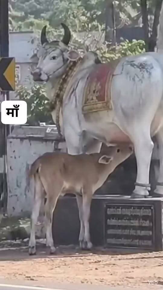 मां समझकर मूर्ति से दूध पीने लगा बछड़ा, मासूम का ये नजारा देख भावुक हुए लोग
#bdbiharjharkhand
#Cow #MotherLove #AnimalLove #AnimalCare