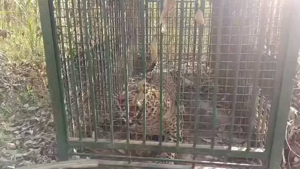 उत्तर प्रदेश के मुरादाबाद में तेंदुओं को पकड़ने के लिए चलाए जा रहे रेस्क्यू अभियान के बीच वन विभाग को आज एक और कामयाबी मिली है. ठाकुरद्वारा तहसील के मलकपुर सेमली गांव में वन विभाग के पिंजरे में आज एक और तेंदुआ कैद हो गया. तेंदुआ पकड़े जाने के बाद ग्रामीणों ने राहत की सांस ली है.