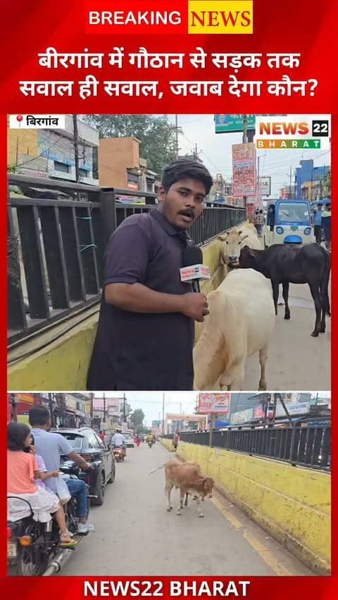 गौमाता के नाम पर वोट, लेकिन असलियत क्या कहती है?
बीरगांव नगर निगम क्षेत्र में सड़कों पर बड़ी संख्या में मवेशी और बदहाल गौठान की स्थिति कई सवाल खड़े करती है। चुनाव से पहले गौसेवा और गौठान को लेकर किए जाने वाले वादों के बीच सवाल है—रेस्क्यू किए गए मवेशी दोबारा सड़कों पर क्यों नजर आते हैं और व्यवस्था की जिम्मेदारी आखिर किसकी है?
आस्था सिर्फ चुनावी मुद्दा नहीं, जवाबदेही का सवाल भी है।
देखिए News22 Bharat की ग्राउंड रिपोर्ट और बताइए—क्या वादे धरातल पर उतर रहे हैं?
#गौमाता #बीरगांव #बीरगांवनगरनिगम #गौठान #गौसेवा छत्तीसगढ़ रायपुर छत्तीसगढ़न्यूज बीरगांवसमाचार GroundReport Gaumata Gauthan GauSeva ChhattisgarhNews RaipurNews News22Bharat MunicipalElection LocalNews ViralNews