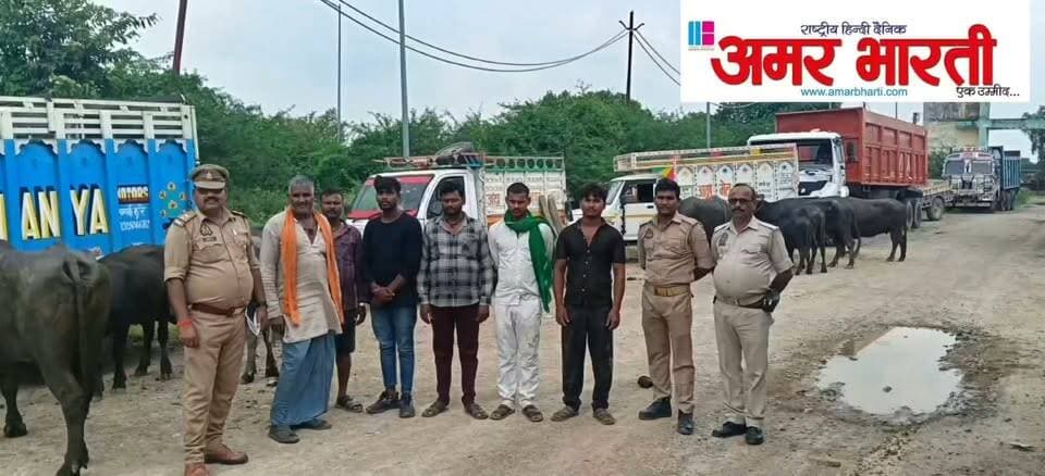 बाँदा :-क्रूरतापूर्वक वाहन में क्षमता से अधिक बेजुबान पशुओं को लादकर ले जाते समय 06 अभियुक्तों को थाना मटौंध पुलिस द्वारा किया गया गिरफ्तार ।*
*➡️03 चारपहिया वाहन में कुल 21 भैंसे/पड़वा लेकर जाते समय चेकिंग के दौरान ग्राम अछरौड़ से किया गया गिरफ्तार ।*
*विवरण-* पुलिस अधीक्षक बांदा पलाश बंसल के कुशल निर्देशन में जनपद में अपराध एवं अपराधियों पर नियंत्रण लगाये जाने तथा वांछित अभियुक्तों की गिरफ्तारी के क्रम में आज दिनांक 13.09.2026 को थाना मटौंध पुलिस द्वारा गश्त एवं चेकिंग के दौरान बेजुवान पशुओं को लादकर ले जाते समय 06 अभियुक्तों को गिरफ्तार कर लिया गया है । गौरतलब हो कि थाना मटौंध पुलिस को कुछ गाड़ियों में अवैध रूप से जानवरो को ले जाने की सूचना प्राप्त हुई थी । सूचना पर तत्काल पुलिस द्वारा अछरौड़ के पास चेकिंग कर 06 अभियुक्तों को गिरफ्तार कर लिया गया । मौके से 02 पिक-अप व 01 छोटा हाथी चारपहिया वाहन से कुल 21 भैंस/पड़वा बरामद हुए है । अभियुक्तों को गिरफ्तार करते हुए इस सम्बन्ध में थाना मटौंध में अभियोग पंजीकृत किया गया ।
*बरामदगी-*
▪️21 नग भैंस/पड़वा
▪️03 चारपहिया वाहन (परिवहन में प्रयुक्त)
*गिरफ्तार अभियुक्त-*
1. लालजी पुत्र रज्जन निवासी पैगम्बरपुर थाना गिरवां जनपद बांदा ।
2. रजोल पुत्र रंजीत निवासी पैगम्बरपुर थाना गिरवां जनपद बांदा ।
3. राजेन्द्र पुत्र छोटा निवासी हुसैनपुर खुर्द थाना गिरवां जनपद बांदा ।
4. रामबाबू पुत्र रामऔतार निवासी अइला थाना गिरवां जनपद बांदा ।
5. सुरेश पुत्र बद्री प्रसाद निवासी कस्बा अतर्रा थाना अतर्रा जनपद बांदा ।
6. सूरज पुत्र नीलू निवासी ओरन रोड कस्बा बिसण्डा थाना बिसण्डा जनपद बांदा ।
*पंजीकृत अभियोग-*
▪️मु0अ0सं0 164/26 धारा 11(1)(घ) पशु क्रूरता निवारण अधि0 थाना मटौंध जनपद बांदा ।
*गिरफ्तार करने वाली टीम-*
1. दीपेन्द्र कुमार सिंह प्र0नि0 थाना मटौंध
2. व0उ0नि0 मणिशंकर मिश्र
3. हे0कां0 अनुराग पाण्डेय
4. कां0 अच्छेलाल
5. कां0 टिंकू मौर्या
6. कां0 अनुज यादव
