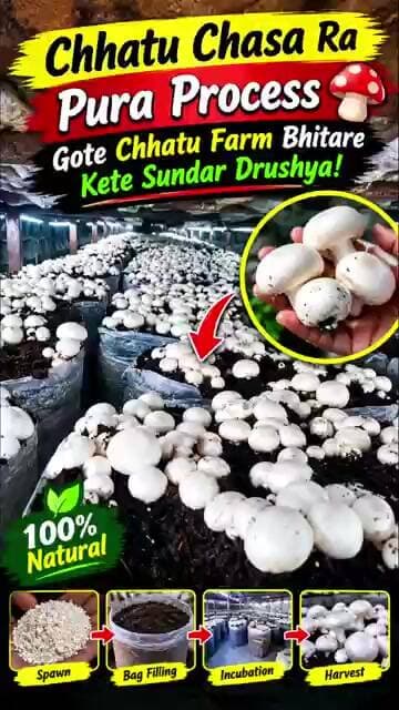 Chhatu Chasa Ra Pura Process 🍄 | Gote Chhatu Farm Bhitare Kete Sundar Drushya!”