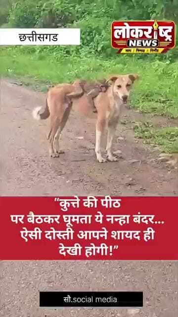 “कवर्धा के बकोदा गांव से सामने आई है कुत्ते और बंदर के बच्चे की ऐसी दोस्ती