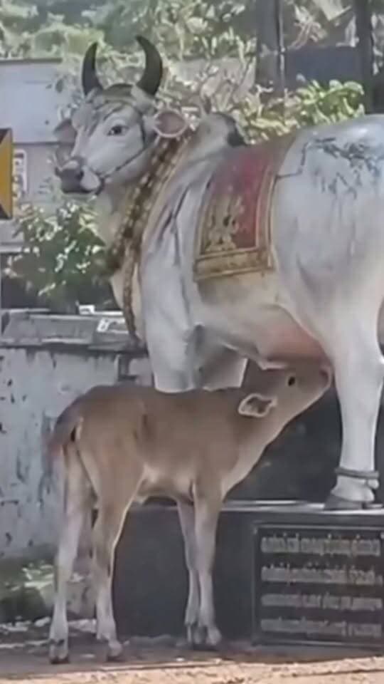 मां समझकर मूर्ति से दूध पीने लगा बछड़ा, मासूम का ये नजारा देख भावुक हुए लोग आज की सबसे खूबसूरत तस्वीर
#bdbiharjharkhand
#Cow #MotherLove #AnimalLove #AnimalCare