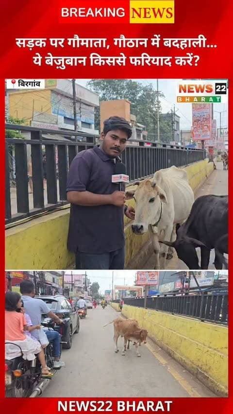 गौमाता के नाम पर वोट, लेकिन असलियत क्या कहती है?
बीरगांव नगर निगम क्षेत्र में सड़कों पर बड़ी संख्या में मवेशी और बदहाल गौठान की स्थिति कई सवाल खड़े करती है। चुनाव से पहले गौसेवा और गौठान को लेकर किए जाने वाले वादों के बीच सवाल है—रेस्क्यू किए गए मवेशी दोबारा सड़कों पर क्यों नजर आते हैं और व्यवस्था की जिम्मेदारी आखिर किसकी है?
आस्था सिर्फ चुनावी मुद्दा नहीं, जवाबदेही का सवाल भी है।
देखिए News22 Bharat की ग्राउंड रिपोर्ट और बताइए—क्या वादे धरातल पर उतर रहे हैं?
#गौमाता #बीरगांव #बीरगांवनगरनिगम #गौठान #गौसेवा छत्तीसगढ़ रायपुर छत्तीसगढ़न्यूज बीरगांवसमाचार GroundReport Gaumata Gauthan GauSeva ChhattisgarhNews RaipurNews News22Bharat MunicipalElection LocalNews ViralNews
