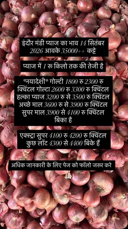 इंदौर मंडी प्याज का भाव 14 सितंबर 2026 आवके 35000++ कट्टे
प्याज में 1 रू किलो तक की तेजी है
*नयादेशी* गोल्टी 1800 रु 2300 रु क्विंटल गोल्टा 2600 रु 3300 रु क्विंटल हल्का प्याज 3200 रु से 3500 रु क्विंटल अच्छे माल 3600 रु से 3900 रु क्विंटल सुपर माल 3900 से 4100 रु क्विंटल बिका है
एक्स्ट्रा सुपर 4100 रु 4200 रु क्विंटल कुछ लॉट 4300 से 4400 बिके हैं
#viralreels #viralreelsvideo #trending #reelkarofeelkaro #mandibhavkalapipal