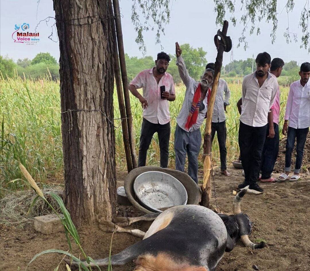 गुड़ामालानी:-आकाशीय बिजली गिरने से गाय की मृत्यु.... गुड़ामालानी के निंबड़ी फांटा की घटना