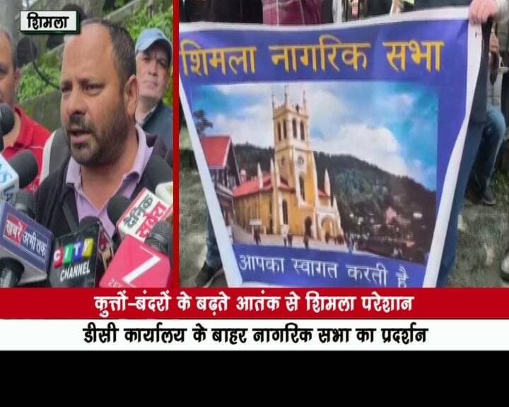 कुत्तों-बंदरों के बढ़ते आतंक से शिमला परेशान
DC कार्यालय के बाहर नागरिक सभा का प्रदर्शन