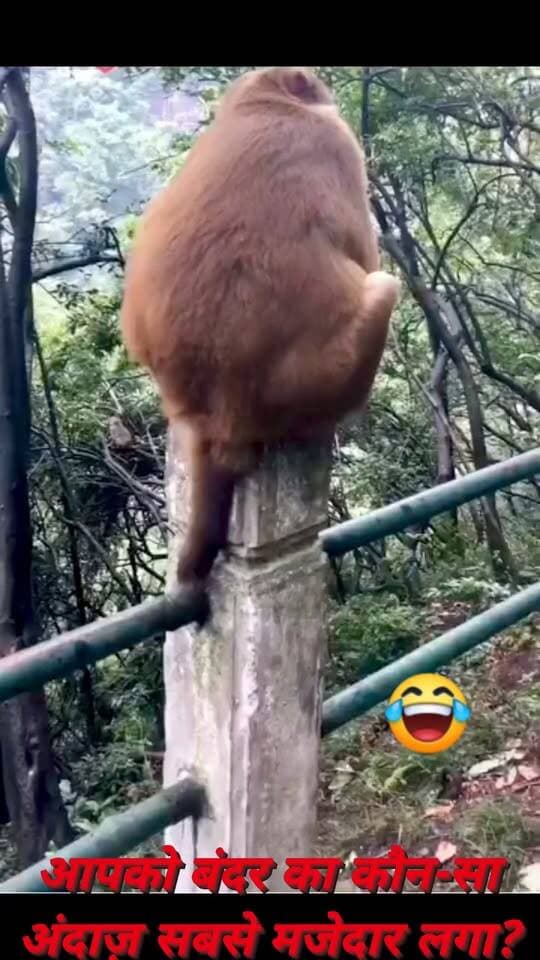 वीडियो देखकर आपका भी चेहरा मुस्कुराए बिना नहीं रहेगा। 🥰
#highlight
#Monkey #MonkeyVideo #FunnyMonkey #CuteMonkey #JungleLife #Wildlife #AnimalVideo #ViralVideo #TrendingVideo #Nature #WildlifeLovers #FunnyVideo #ViralReels #FacebookReels #ReelsViral #ViralPost