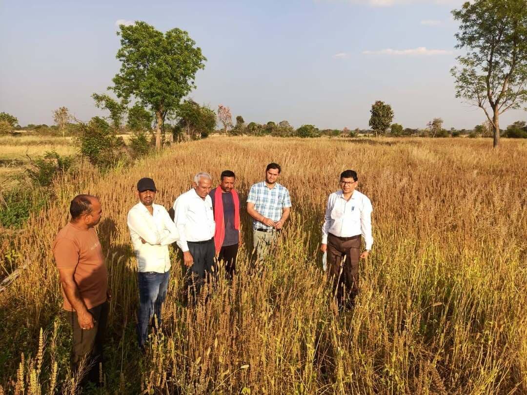 🔳सफलता की कहानी
🔳आधा एकड़ के प्रयोग से 5 एकड़ की उड़ान
🔳चिया ने संदीप तिवारी के लिए खोली मुनाफे की राह
🔳प्राकृतिक खेती और वैज्ञानिक तकनीक बनी बदलाव की ताकत
🔳कटनी- खेत वही था, मेहनत वही थी और किसान भी वही। लेकिन खेती का तरीका बदला तो परिणाम भी बदल गए। ग्राम चरगवां, तहसील स्लीमनाबाद के कृषक संदीप तिवारी ने परंपरागत खेती से आगे बढ़कर जब चिया जैसी नई फसल का प्रयोग किया, तो आधा एकड़ में शुरू हुआ यह छोटा-सा प्रयास आज 5 एकड़ की खेती तक पहुंच चुका है। संदीप की कहानी बताती है कि खेती में बदलाव केवल फसल बदलने से नहीं, बल्कि सोच, तकनीक और सही मार्गदर्शन को अपनाने से आता है। आत्मा योजना के तकनीकी मार्गदर्शन और प्राकृतिक कृषि पद्धति ने उनके खेत को प्रयोगशाला में बदला और इसी प्रयोग ने खेती को अधिक लाभकारी बनाने की नई राह दिखाई।
*बढ़ती लागत के बीच तलाश रहे थे नई राह*
कई वर्षों से संदीप तिवारी खरीफ में धान और रबी में गेहूं की परंपरागत खेती करते थे। खेती के साथ अनुभव बढ़ रहा था, लेकिन लागत भी लगातार बढ़ती जा रही थी। बीज, सिंचाई, उर्वरक और कीटनाशकों पर बढ़ते खर्च के बावजूद उत्पादन में अपेक्षित वृद्धि नहीं हो रही थी। रासायनिक खेती के लगातार इस्तेमाल का असर भूमि की गुणवत्ता पर भी दिखाई देने लगा। ऐसे में संदीप के सामने सवाल था—क्या खेती को कम लागत में अधिक लाभ का व्यवसाय बनाया जा सकता है? इसी सवाल ने उन्हें नए प्रयोग की ओर बढ़ाया।
*आत्मा योजना से मिला तकनीक का साथ*
आत्मा योजना के अमले ने उन्हें चिया की खेती और प्राकृतिक कृषि पद्धति की जानकारी दी। केवल जानकारी ही नहीं, बल्कि जीवामृत और बीजामृत तैयार करने तथा उनके उपयोग का व्यावहारिक प्रदर्शन भी कराया गया। संदीप ने इस मार्गदर्शन को अपनाया और खेती में बदलाव की शुरुआत की। उन्होंने तय किया कि नई तकनीक को पहले छोटे क्षेत्र में आजमाया जाए और परिणाम अच्छे रहे तो आगे इसे बड़े क्षेत्र में विस्तार दिया जाए।
*आधा एकड़ में बोया भरोसे का बीज*
वर्ष 2024-25 में आत्मा योजना के तहत संदीप को प्रदर्शन के लिए आधा एकड़ क्षेत्र में चिया का बीज उपलब्ध कराया गया। बीज उपचार के बाद बोनी की गई और फसल की जरूरत के अनुसार सिंचाई की गई। जब खेत में चिया की फसल तैयार हुई तो संदीप के लिए यह सिर्फ एक नई फसल नहीं थी, बल्कि एक नए विश्वास की शुरुआत थी। कम लागत में बेहतर परिणाम ने उनके मन में यह भरोसा पैदा किया कि परंपरागत फसलों के साथ नई और लाभकारी फसलों को अपनाकर खेती की आमदनी बढ़ाई जा सकती है।
*नई सोच का असर धान की खेती में भी दिखा*
संदीप ने चिया के साथ धान की खेती में भी वैज्ञानिक पद्धति अपनाई। आत्मा योजना के मार्गदर्शन में उन्नत किस्म का बीज लेकर पौध तैयार की गई। लगभग 15 दिन की पौध की निर्धारित दूरी पर रोपाई की गई और फसल में वर्मी कम्पोस्ट का उपयोग किया गया। तकनीक और बेहतर प्रबंधन का परिणाम उत्पादन में दिखाई दिया। पिछले खरीफ की तुलना में इस वर्ष धान का उत्पादन बढ़ा और संदीप को 61 हजार 200 रुपये का शुद्ध लाभ प्राप्त हुआ।
*रबी में चिया ने फिर दिया मुनाफे का भरोसा*
रबी सीजन में गेहूं के साथ चिया की खेती ने संदीप के अनुभव को और मजबूत किया। तकनीकी मार्गदर्शन के अनुसार खेती करने से उन्हें बेहतर परिणाम मिले और 51 हजार रुपये का शुद्ध मुनाफा प्राप्त हुआ। संदीप के लिए सबसे महत्वपूर्ण बात यह रही कि चिया ने उन्हें कम लागत में आर्थिक लाभ का ऐसा विकल्प दिया, जिसे वे अपनी खेती में आगे बढ़ा सकते थे।
*अब आधा एकड़ नहीं, 5 एकड़ में चिया*
एक समय आधा एकड़ में प्रयोग के तौर पर बोई गई चिया अब संदीप की खेती का बड़ा हिस्सा बन चुकी है। बेहतर परिणामों से उत्साहित संदीप वर्ष 2026 में लगभग 5 एकड़ क्षेत्र में चिया की खेती कर रहे हैं। यह विस्तार केवल क्षेत्रफल का बढ़ना नहीं है, बल्कि उस भरोसे का प्रमाण है जो एक किसान ने अपने प्रयोग के परिणाम देखकर हासिल किया है।
*गांव तक पहुंचाने का संकल्प*
संदीप तिवारी की सोच अब अपने खेत की सीमा से आगे निकल चुकी है। उनका लक्ष्य है कि आने वाले वर्ष में 50 से 100 किसानों को चिया की खेती के लिए प्रेरित किया जाए, ताकि अन्य किसान भी कम लागत में बेहतर आय के विकल्प तलाश सकें। उनका मानना है कि प्राकृतिक खेती और वैज्ञानिक तकनीकों का समन्वय खेती को अधिक टिकाऊ और लाभकारी बना सकता है। किसान यदि नई फसलों, उन्नत तकनीक और विशेषज्ञ मार्गदर्शन को अपनाएं, तो खेती को केवल आजीविका नहीं बल्कि आय का मजबूत और टिकाऊ माध्यम बनाया जा सकता है।संदीप के खेत से निकली उम्मीद की एक नई फसल चरगवां के खेतों में लहलहाती चिया अब केवल एक फसल नहीं है। यह नई सोच, कम लागत, तकनीकी मार्गदर्शन और आत्मनिर्भर खेती की उम्मीद का प्रतीक बन रही है।
#JansamparkMP
#CMMadhyaPradesh
#DrMohanYadav51
#udaypratapmp
#jbpcommissioner
#katni
#कटनी
