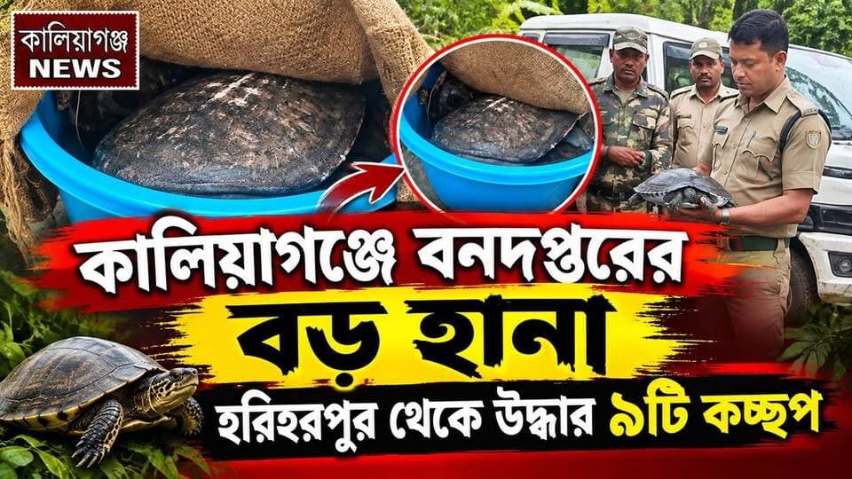 কালিয়াগঞ্জে বনদপ্তরের বড় হানা, হরিহরপুর থেকে উদ্ধার ৯টি কচ্ছপ