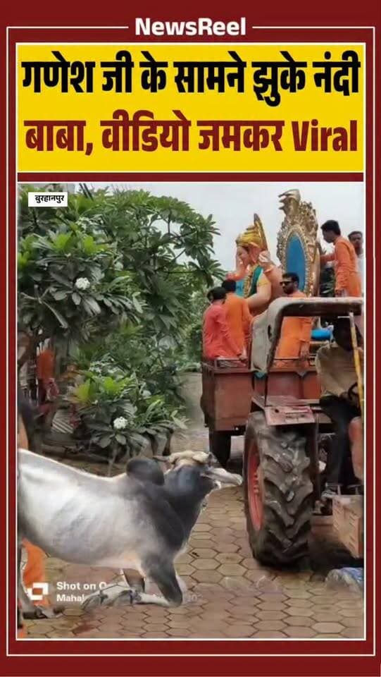 मध्यप्रदेश के बुरहानपुर के दत्त नगर क्षेत्र में गणेश प्रतिमा के आगमन के दौरान नंदी बैल ने प्रतिमा के सामने झुककर जैसे नमस्ते किया। मौके पर मौजूद लोगों ने इसका वीडियो बना लिया। हलाकि यह वीडियो पुराना है। जो अब सोशल मीडिया पर वायरल हो रहा है।
#shorts #viral #instagood #nandi #ganpatibappa