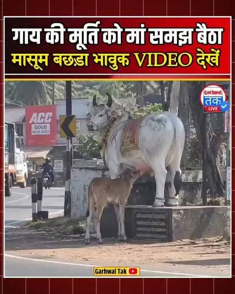मां समझकर गाय की मूर्ति से दूध पीने लगा बछड़ा, VIDEO ने छू लिया लोगों का दिल
सोशल मीडिया पर एक मासूम बछड़े का वीडियो तेजी से वायरल हो रहा है। वीडियो में छोटा सा बछड़ा सड़क किनारे लगी गाय की मूर्ति को असली गाय समझकर उससे दूध पीने की कोशिश करता दिखाई दे रहा है। बछड़ा मूर्ति के पैरों के बीच सिर डालकर बार-बार दूध पीने की कोशिश करता है, लेकिन उसे हर बार मायूसी हाथ लगती है।
इस मासूमियत भरे पल ने सोशल मीडिया यूजर्स को भावुक कर दिया। वीडियो एक्स यूजर रोहित पटेल ने शेयर किया था, जिसके बाद लोग इसे जमकर शेयर कर रहे हैं। कई यूजर्स का कहना है कि शायद बछड़ा अपनी मां को याद कर रहा था। हालांकि, वीडियो के पीछे की पूरी परिस्थिति की स्वतंत्र पुष्टि नहीं हुई है।