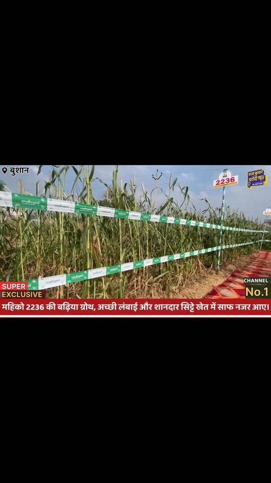 Mahyco 2236 बाजरा का शानदार प्रदर्शन | बढ़िया लंबाई और सिट्टे | किसान ने बताया अपना अनुभव#rajkumarpatoudinews #haryana #bhiwani #tosham #kisan