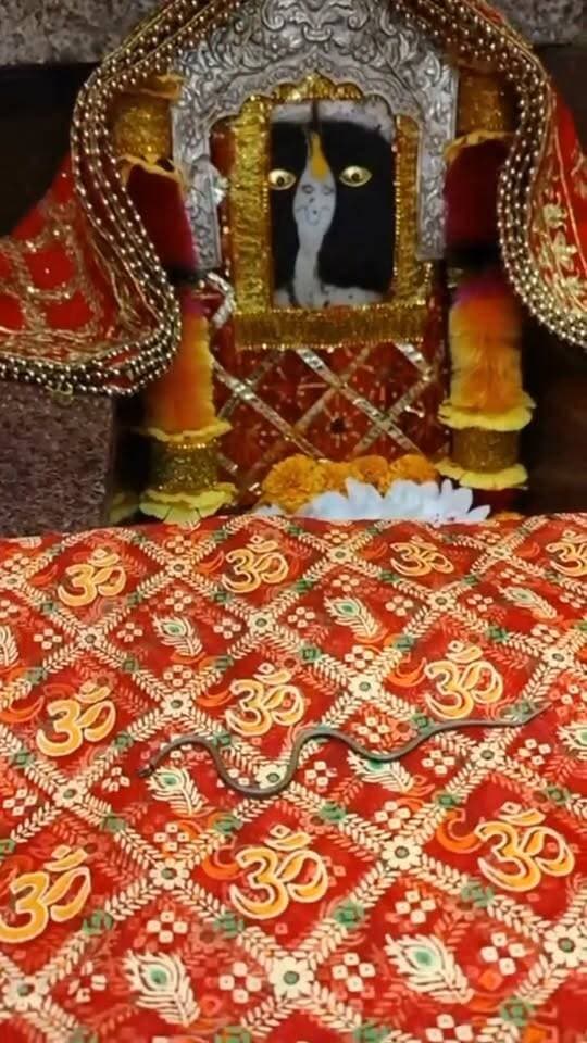 नाग देवता के करें दर्शन