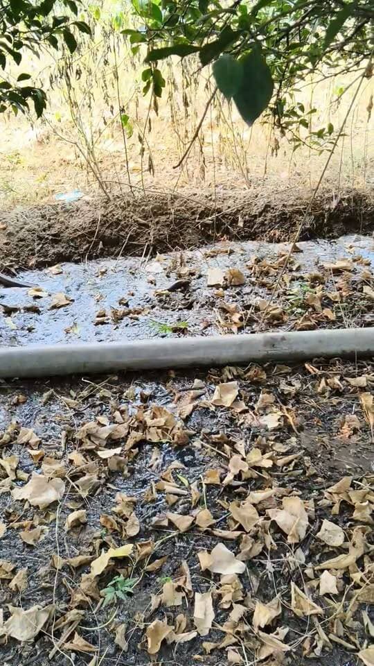 आज सुबह हमारे मोसमी के बाग में पानी देते समय ये नजारा देखने को मिला