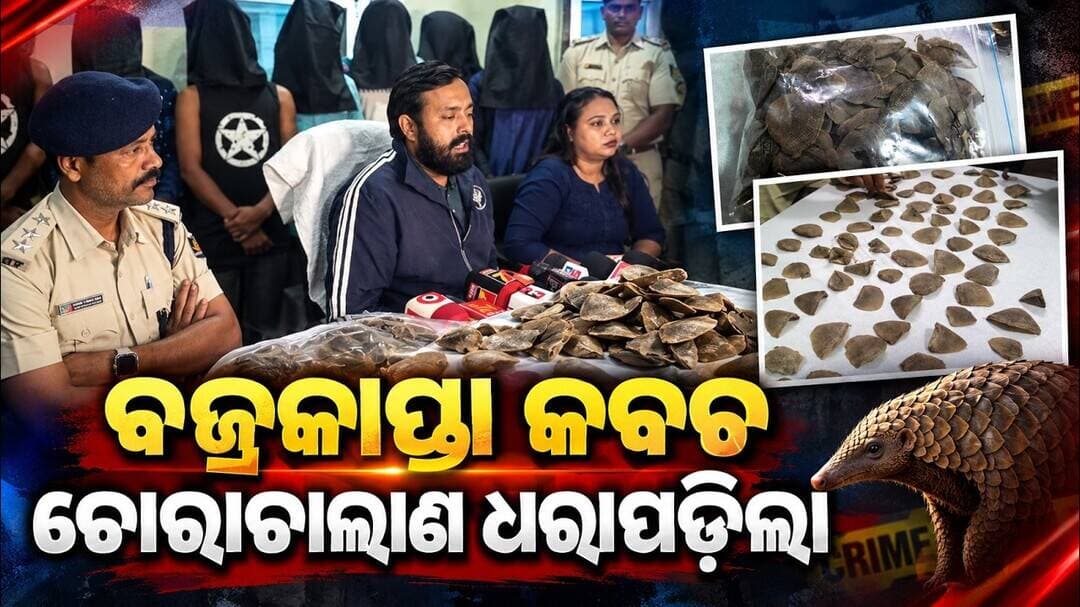 ବଜ୍ରକାପ୍ତା କବଚ ଚୋରାଚାଲାଣ ଧରାପଡ଼ିଲା || Pangolin Scale Seizure in Malkangiri