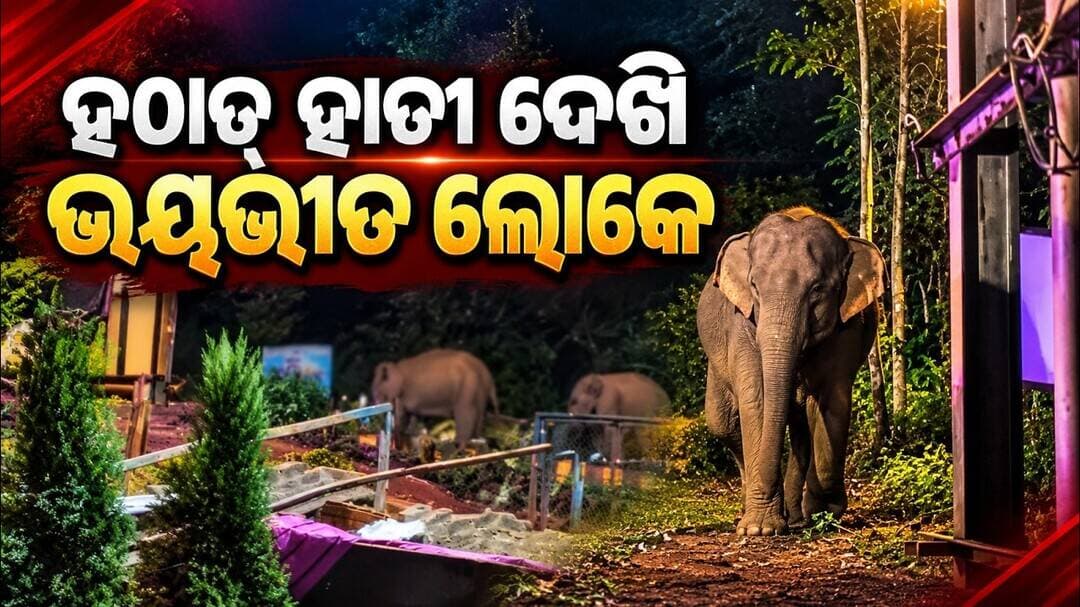 ହଠାତ୍ ହାତୀ ଦେଖି ଭୟଭୀତ ଲୋକେ || 12 Elephants Enter Katamati Mine in Keonjhar
