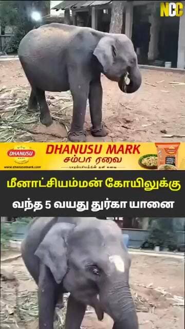 அசாமில் இருந்து மதுரை வந்த யானை..!