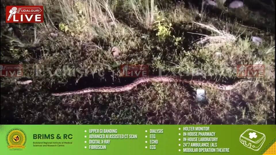 ওদালগুৰিৰ ৰেল ষ্টেচনৰ সন্মুখত উদ্ধাৰ হোৱা অজগৰ ভৈৰৱকুণ্ডৰ বনাঞ্চলত এৰি দিলে বন বিভাগে।
